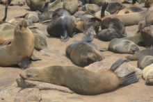 Seals at Cape Cross